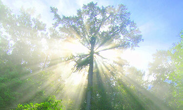 Illustration de la formation Relaxation intégrative, niveau 1 : bases scientifiques et pratiques professionnelles 